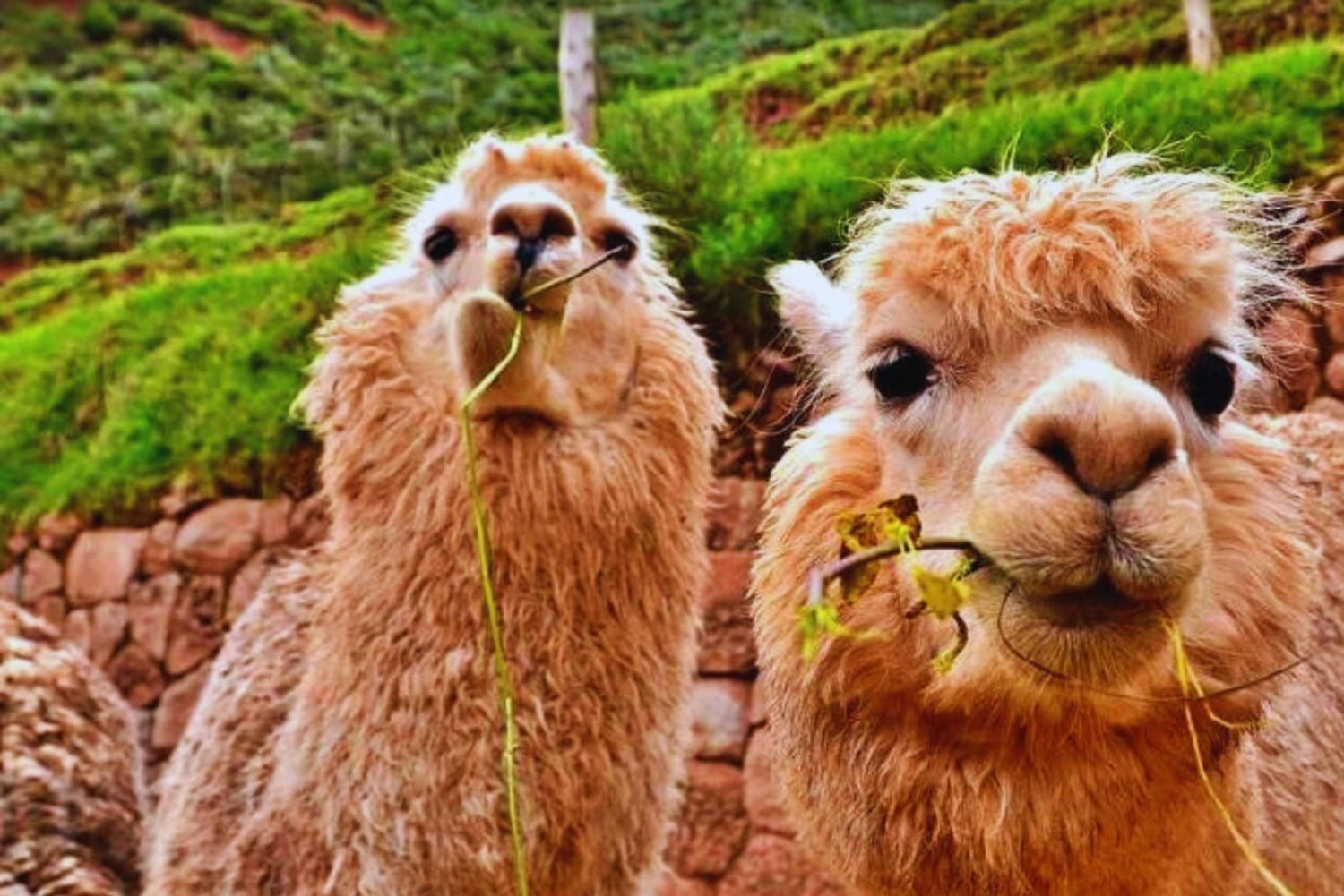 Cusco: Animal Sanctuary, Empanada Workshop, & City Tour