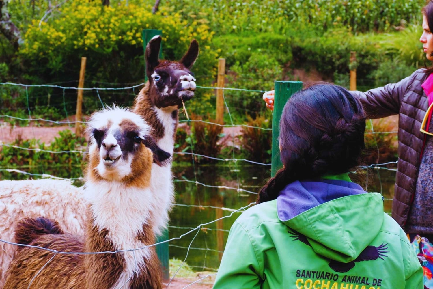 Cusco: Animal Sanctuary, Empanada Workshop, & City Tour