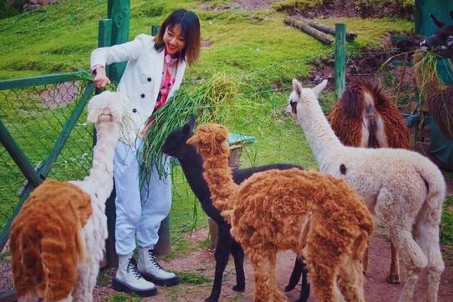 Cusco: Animal Sanctuary, Empanada Workshop, & City Tour