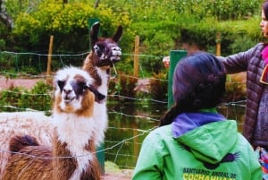 Cusco: Animal Sanctuary, Empanada Workshop, & City Tour