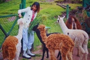 Cusco: Animal Sanctuary, Empanada Workshop, & City Tour
