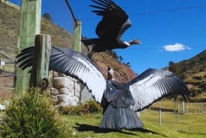 Cusco: Animal Sanctuary, Empanada Workshop, & City Tour