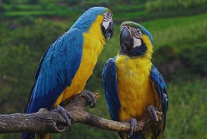 Cusco: Animal Sanctuary, Empanada Workshop, & City Tour