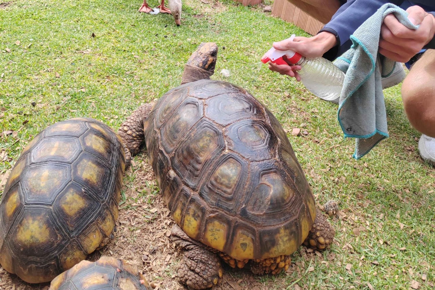 Cusco: Djurreservatstur med räddade djur