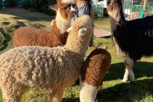 Cusco: Djurreservatstur med räddade djur