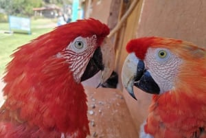 Cusco: Djurreservatstur med räddade djur