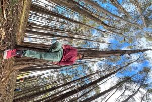 Cusco: Archeological Sites Tour and Forest Photo Experience