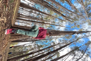 Cusco: Archeological Sites Tour and Forest Photo Experience