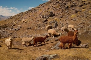 Cusco: Heldagsfottur til de syv innsjøene i Ausangate – måltider og billetter
