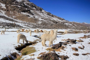 Cusco: Ausangate-tur 7 laguner med varme kilder