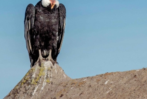 Cusco: Chonta Canyon og Condor Flight Tour med frokost
