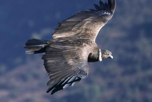 Cusco: Chonta Canyon og Condor Flight Tour med frokost