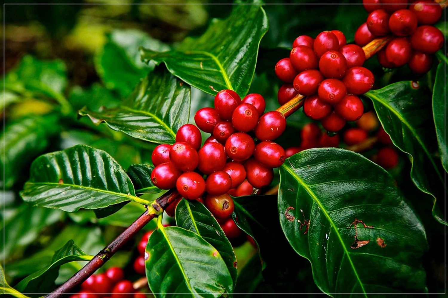 Cusco: Cocalmayo Thermal Baths| 2 Days | Coffee Plantation