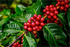 Cusco: Cocalmayo Thermal Baths| 2 Days | Coffee Plantation