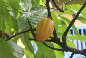 Cusco Coffee Tour: 1 Day Cloud Forest Experience