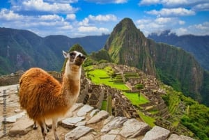 Cusco: Utflukt til Machu Picchu 1 dia+Ticket General & Tren