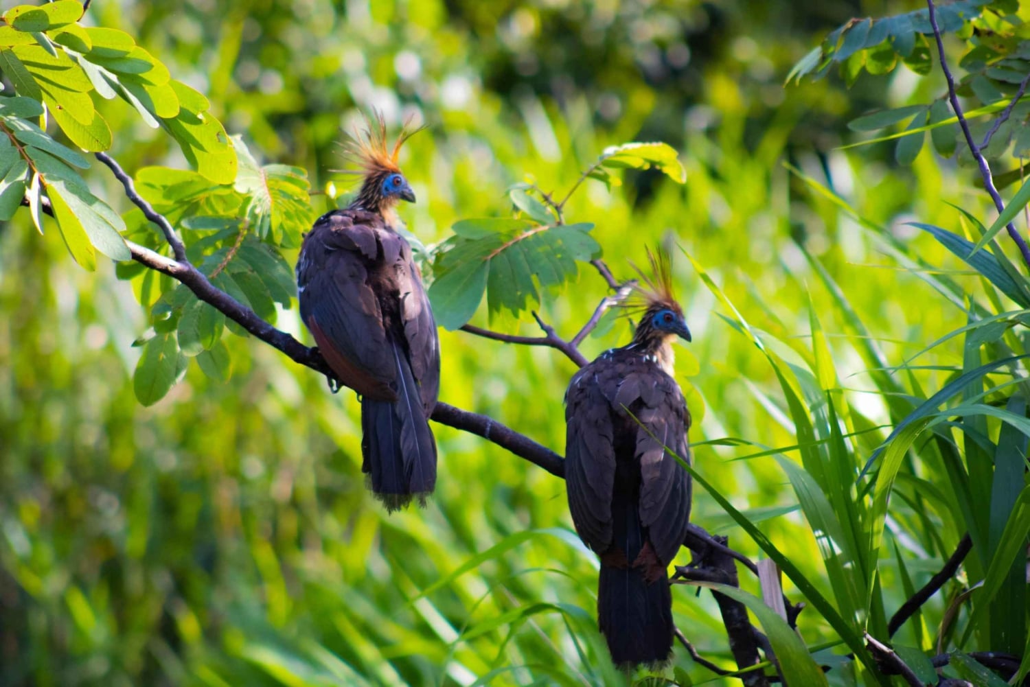 Cusco: experiential tour in the jungle