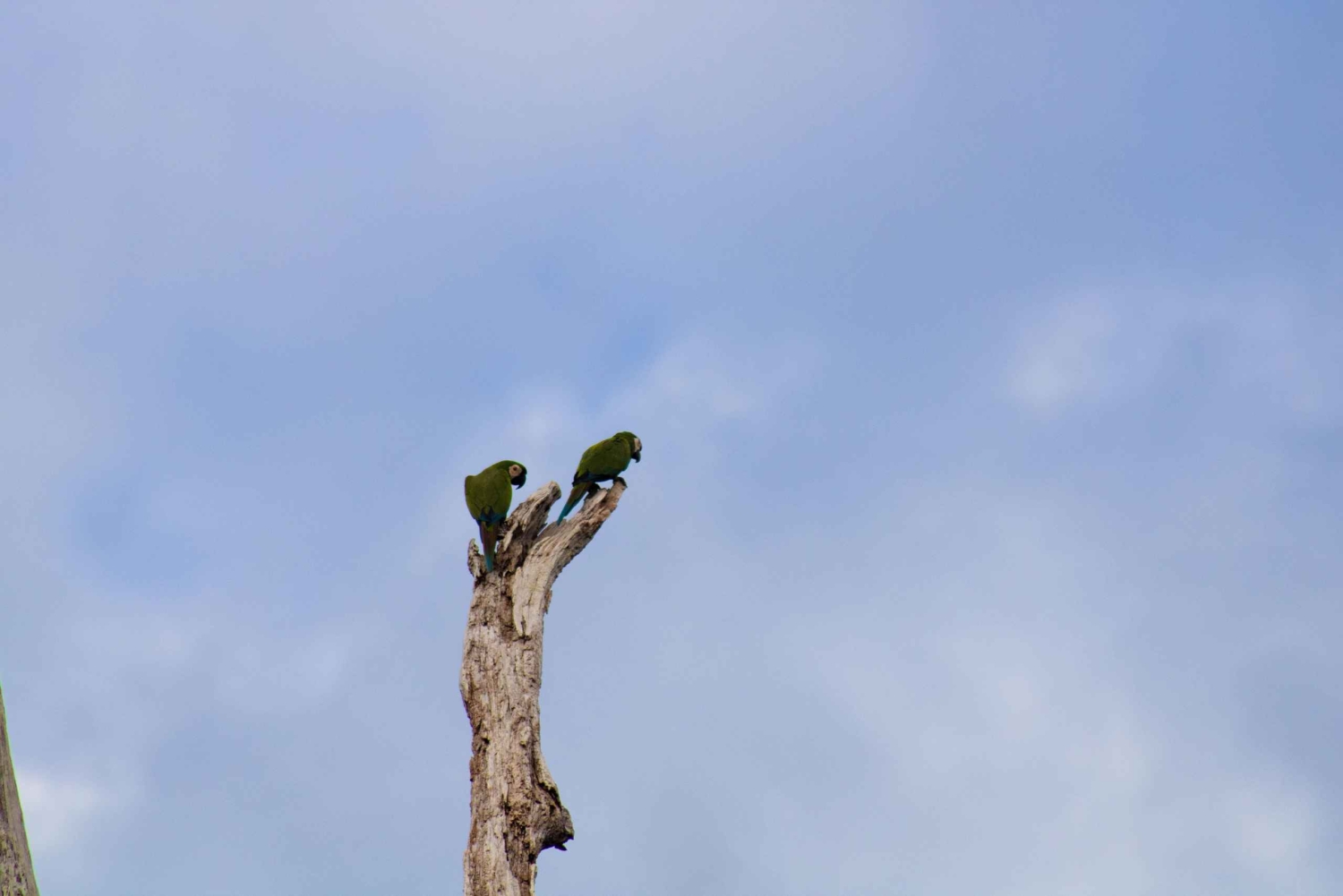 Cusco: experiential tour in the jungle