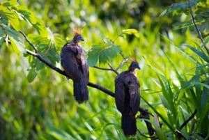 Cusco: experiential tour in the jungle