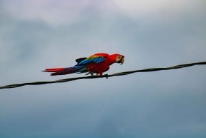 Cusco: experiential tour in the jungle