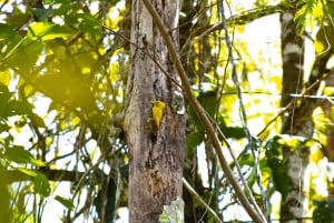 Cusco: experiential tour in the jungle