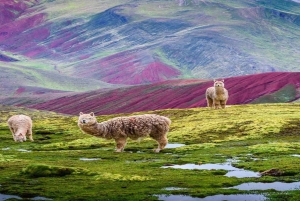 Cusco: Giornata intera sul monte Palcoyoc + Pasti inclusi
