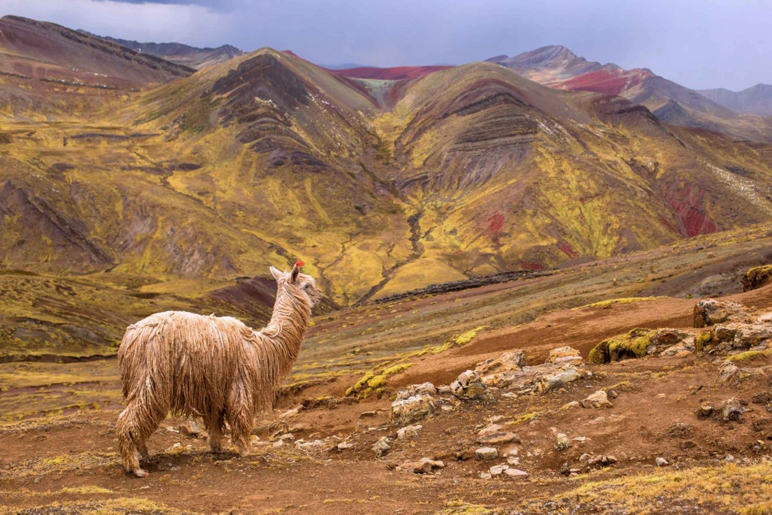 Cusco: Heldags privat fottur til Palcoyo Rainbow Mountain