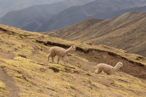 Cusco: Full-Day Private Hike to Palcoyo Rainbow Mountain