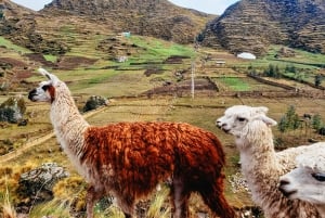 Cusco: Kokopäiväretki Sateenkaarivuorelle