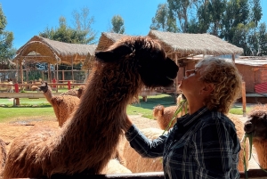 Cusco: Half-day city tour with Coricancha + 4 ruins