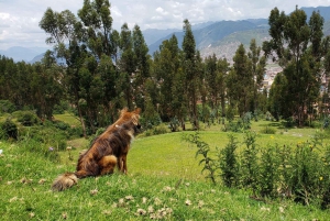 Cusco: Hidden Incan Temples Full-Day Horseback Riding Tour