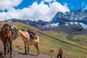 Fra Cusco: Utflukt til Regnbuefjellet på hesteryggen.