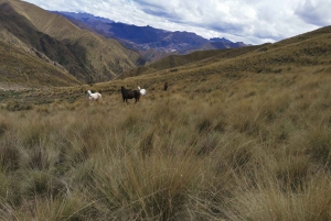 Cusco: Horseback Riding Tour to Inca Temples and Viewpoints