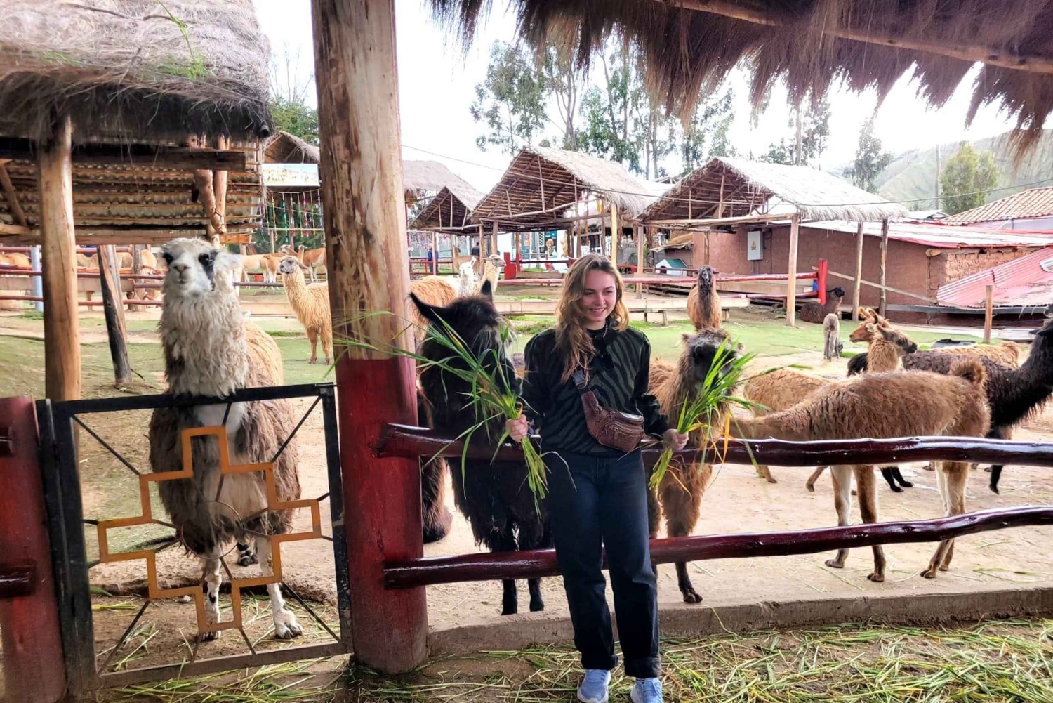 Cusco: Private Tour zu Inka-Stätten und Alpakaschutzgebiet