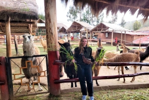 Cusco: Private Tour zu Inka-Stätten und Alpakaschutzgebiet