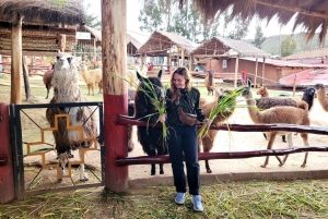 Cusco: Private Tour zu Inka-Stätten und Alpakaschutzgebiet