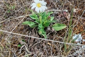 Cusco: Inti Punku – vandretur til Inkaernes solport