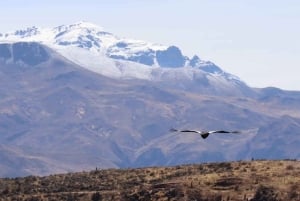 Cusco:Killarumiyoq, Tarawasi and Chonta viewpoint |Private|