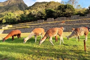Cusco: 4 päivän vaellus Machu Picchulla Inka Traililla ja Panoramic Train -juna