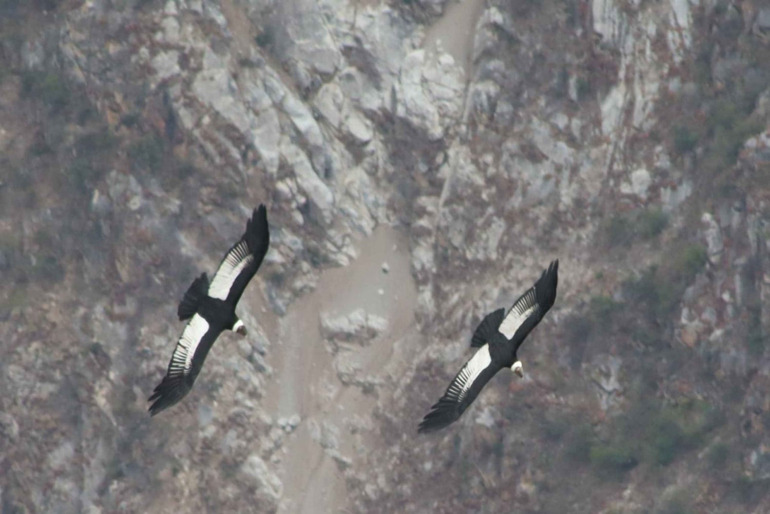 Cusco: Majestic Flight of the Condor in Chonta - Apurimac Canyon.
