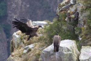 Cusco: Majestic Flight of the Condor in Chonta - Apurimac Canyon.