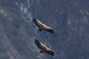 Cusco: Majestic Flight of the Condor in Chonta - Apurimac Canyon.