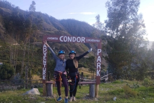 Cusco: Majestic Flight of the Condor in Chonta - Apurimac Canyon.
