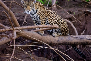 Cusco: Manu Learning Center 3 Day All-Inclusive Amazon Tour