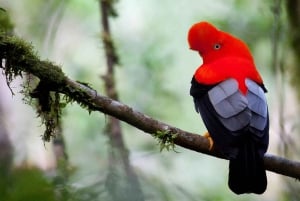 Cusco: Manu National Park | 4 Days Amazon Jungle Reserve