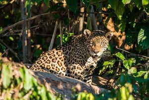 Cusco : Parc national du Manu - 3 jours dans la réserve naturelle d'Amazonie