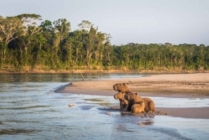 Cusco : Parc national du Manu - 3 jours dans la réserve naturelle d'Amazonie