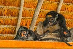 Cusco : Parc national du Manu - 3 jours dans la réserve naturelle d'Amazonie