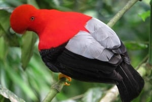 Cusco : Parc national du Manu - 3 jours dans la réserve naturelle d'Amazonie