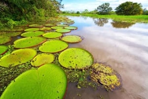 Cusco : Parc national du Manu - 3 jours dans la réserve naturelle d'Amazonie